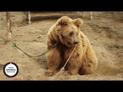 Wildlife. Not Entertainers | Kainat's journey to freedom