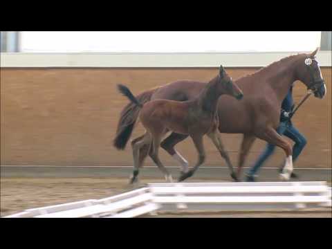 Fohlen von Glock's Zonik - Benetton Dream Dashing Blade xx