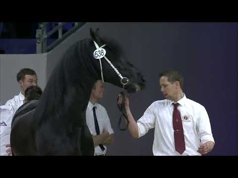 HK 2024   Rubriek 8   Keuring van de ingeschreven stamboekhengsten goedgekeurd vanaf dekseizoen 2024