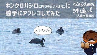 キンクロハジロ（の近くを泳ぐオオバン）に勝手にアフレコしてみた【びわ湖の渡り鳥2022】