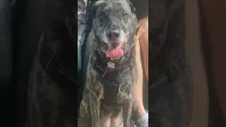 Video preview image #1 Mastador Puppy For Sale in Crystal, MN, USA