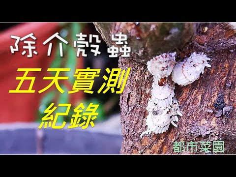 自製介殼蟲藥劑實測