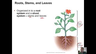 Plants: Developmental plasticity in plants, and Stems