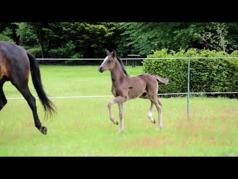 Hengstfohlen von Libertad - for sale -