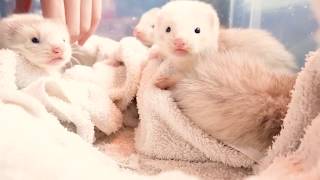 Ferret babies are grown up quickly. From day 9 to day 30