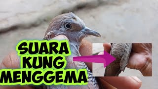Download lagu Want a Kung's Voice? Look for a turtledove with flute-like nostrils #turtledove mp3 Download lagu Want a Kung's Voice? Look for a turtledove with flute-like nostrils #turtledove mp3