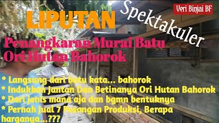 Download lagu Liputan spektakuler Penangkaran Murai Batu mp3