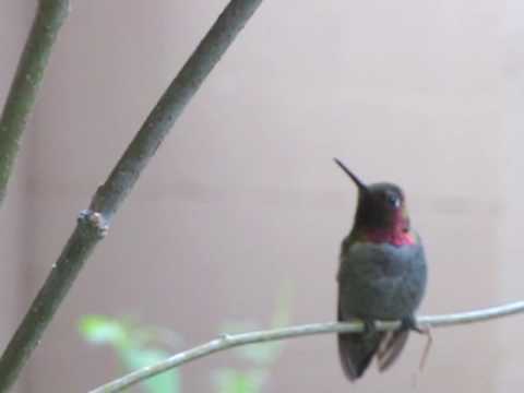 Male Anna's hummingbird guarding HIS feeder (at least he think it's his)
