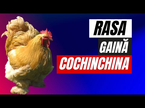 , title : 'Rasa de gaina Cochinchina'