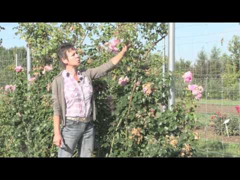 Sommerschnitt an Beet-, Großstrauch- und Kletterrosen