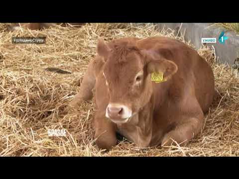 Miloš Petrović i Žolt Konja o LIMUZIN rasi goveda