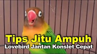 Download lagu The Right Way to Make a Male Lovebird Go Crazy mp3