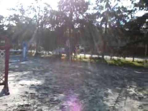 For Sale  PVA Conner geb. 2010 v. Cormint - Corrado Hengst -angeritten