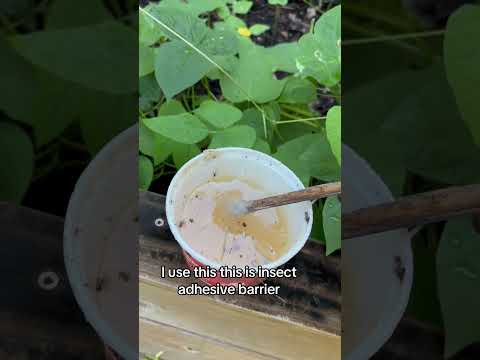 Natural pest control #andrethefarmer #organicgardening #naturalpestcontrol #gardeningtips #garden