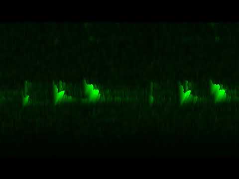 Zwergohreneule-Otus scops-World.png