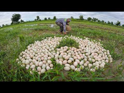 Harvesting Hundreds of Wild Duck Eggs in the Rice Fields