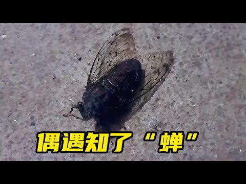 家裡有蟬