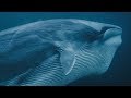 Whales and Orcas Feed Together | BBC Earth