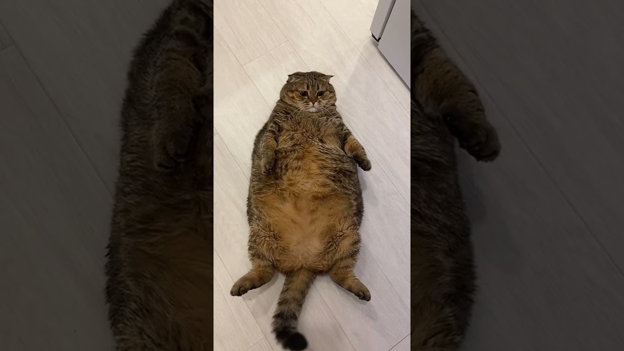 lucu nya punya kucing gendut