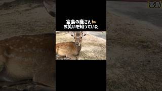 宮島の鹿さんに〇〇される33歳阪神ファン#宮島#鹿さん#阪神ファン#shorts