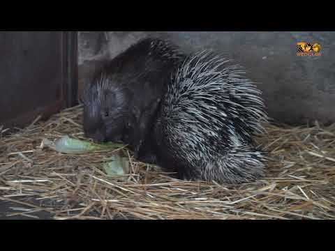 Uzbrojone słodziaki - poznajcie 3 małe jeżozwierze!