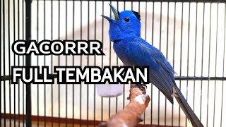 Download lagu Kehicap Ranting/Slendang Biru Gacor Full Tembakan mp3