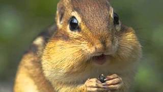 White Christmas-- A Cappella