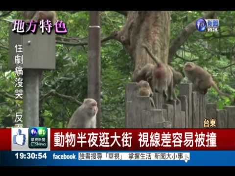 小心動物出沒! 可愛號誌成景點