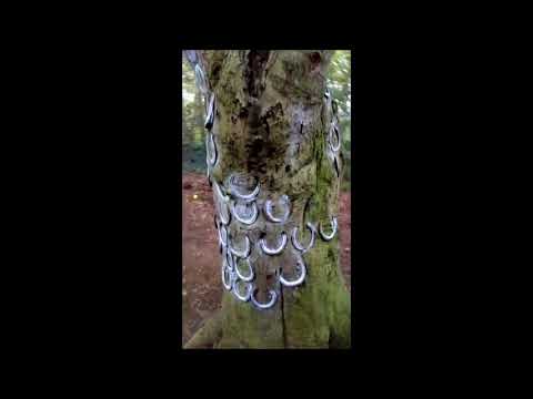 Warren Hill. Newmarket H.W. 2 of 13 Horseshoe tree