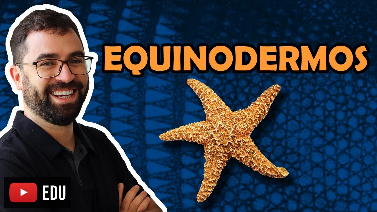 Equinodermos - Aula 25 - Módulo VI: Zoologia | Prof. Guilherme