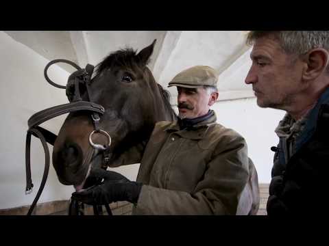 Minden napra lovaskultúra - Hogyan kantározzunk helyesen? (4. rész)