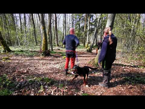 Daija, Rädsla/Overall