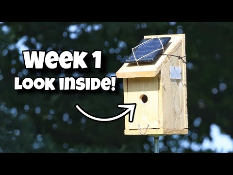 Week 1 time lapse nest building - Birdhouse nest box live camera highlights
