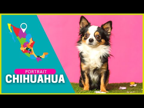 CHIHUAHUA | Character, Attitude, Health | Breed Portrait