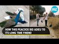 Watch: Touching video of peacock’s last goodbye to a long time friend after its death goes viral