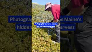 Here's one man's 38-year archive of a vanishing tradition — #Maine's wild #blueberry harvest.