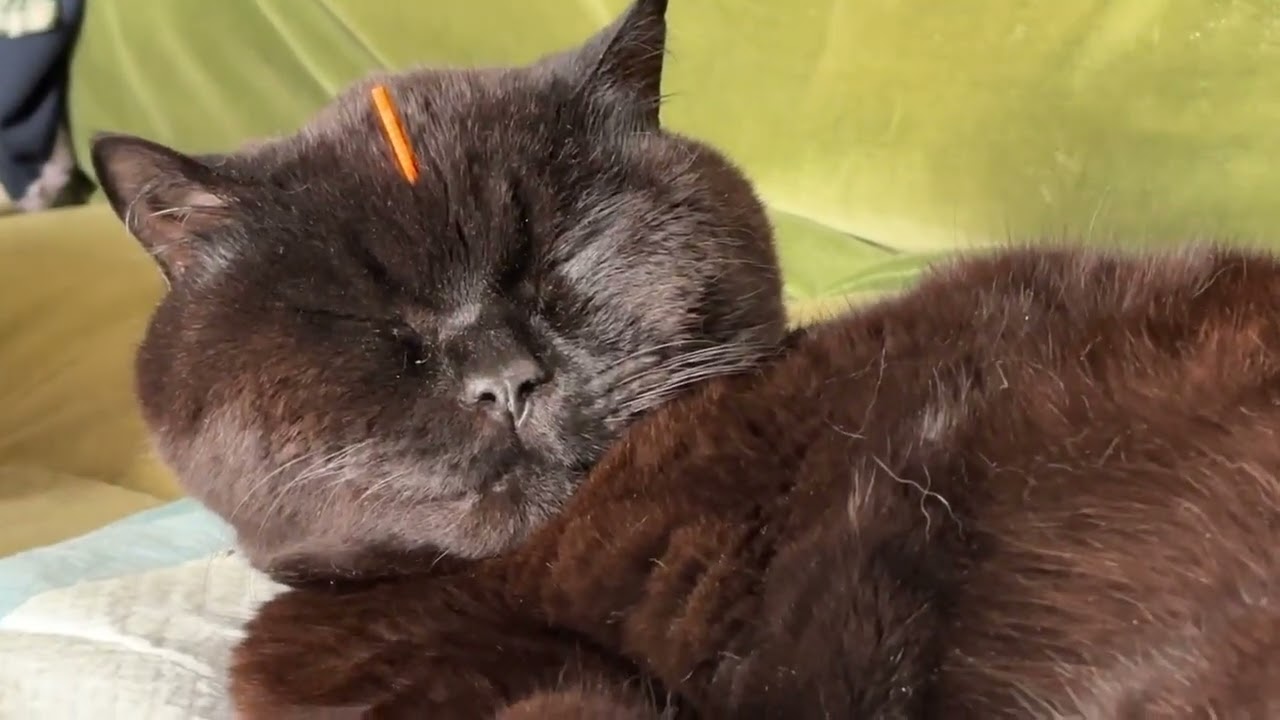 Preview of veterinary acupuncture video
