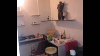 video local calle clara del rey 2