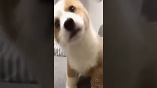 ☆Super Cute Animals☆Cute cats and funy dogs＆cat　videos compilation2021C㊼#Shorts