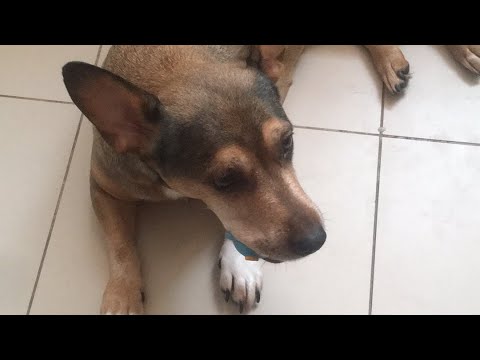 Собака играет с пикулькой! Это её любимая игра!!! #shorts