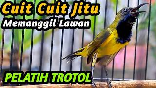 Download lagu PANCINGAN EMOSI SOGON TROTOL GACOR BIAR CEPAT NGKLEPER NGALAS BONGKAR FULL ISIAN, SOGON METALIK JOSS mp3