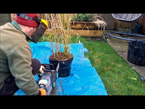 Dividing Bamboo: Tips for Successful Splitting and Replanting (clump bamboo)