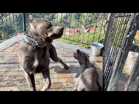 CANE CORSO COCO NARKOZ’UN GÖZÜNÜ KORKUTTU ..!
