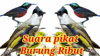 Download lagu Suara pikat burung kutilang Ribut kombinasi burcil . Pasti semua berdatangan mp3