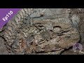 Episode 110: The Fin-Limb Transition and Early Tetrapod Biodiversity Episode 110: The Fin-Limb Transition and Early Tetrapod Biodiversity