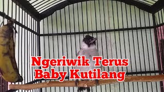 Download lagu Pancingan Baby Kutilang Ngeriwik Terus mp3