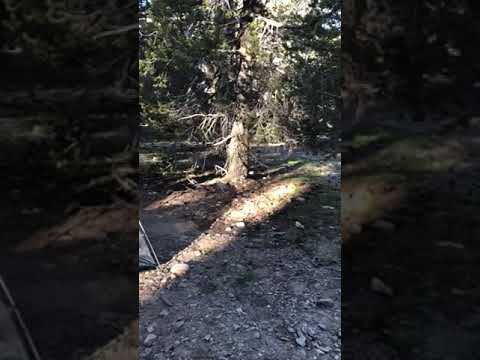 A quick 360° of our site. You can see other campers in the back. We this lovely downed tree to hold our stuff as well!