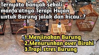 Download lagu BANYAK SEKALI MANFA'AT TERAPI HUJAN UNTUK BURUNG JALAK DAN KICAU,,? mp3