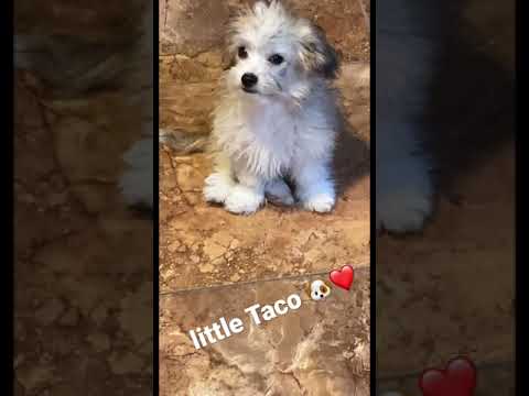The PUPPY named Taco😍 (ADORABLE) #shorts #puppy #taco #viral #adorable #funny #like #doggy #cute