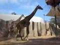 Pooping Giraffe